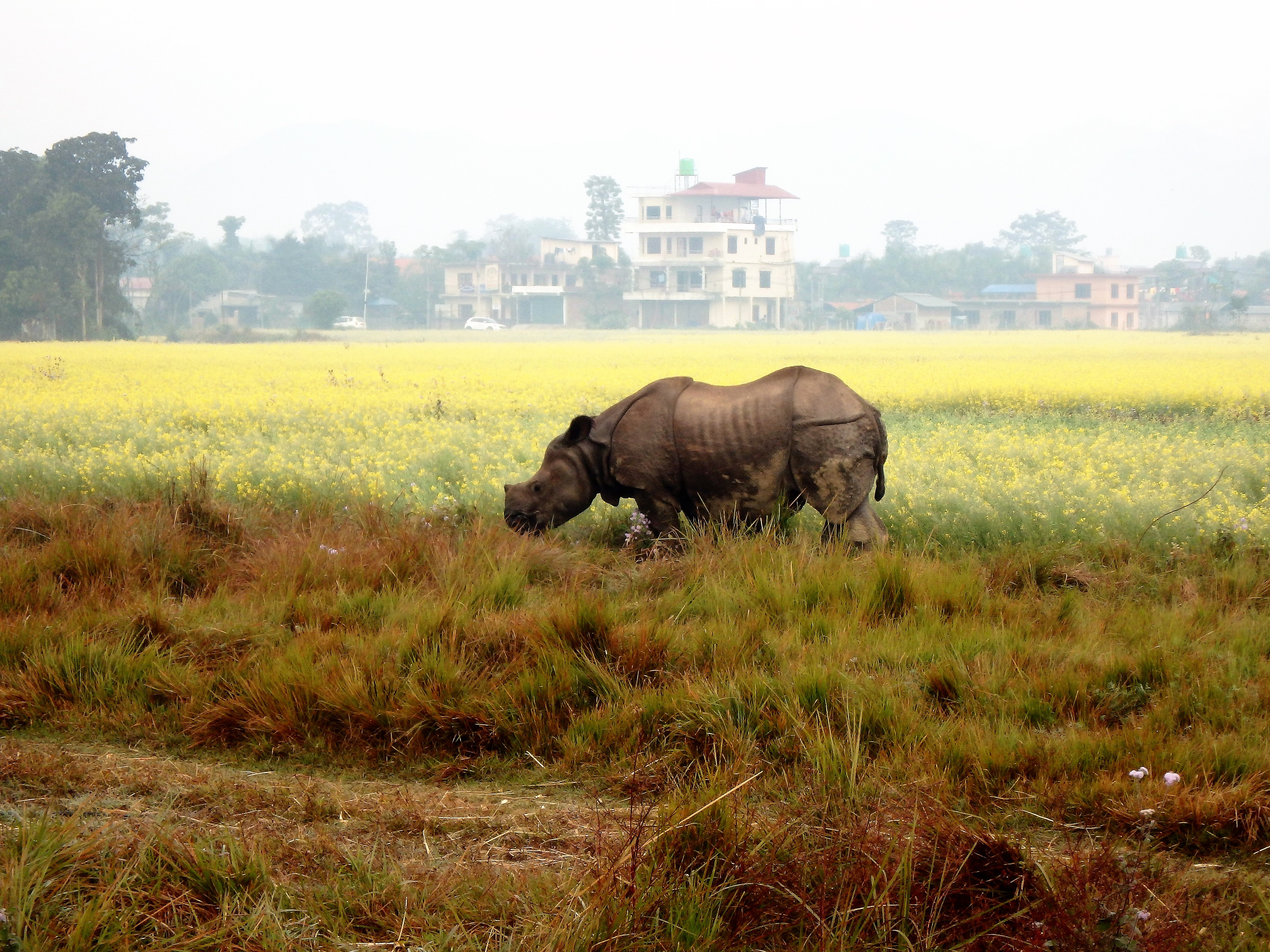 Rhino Sauraha Nepal.JPG