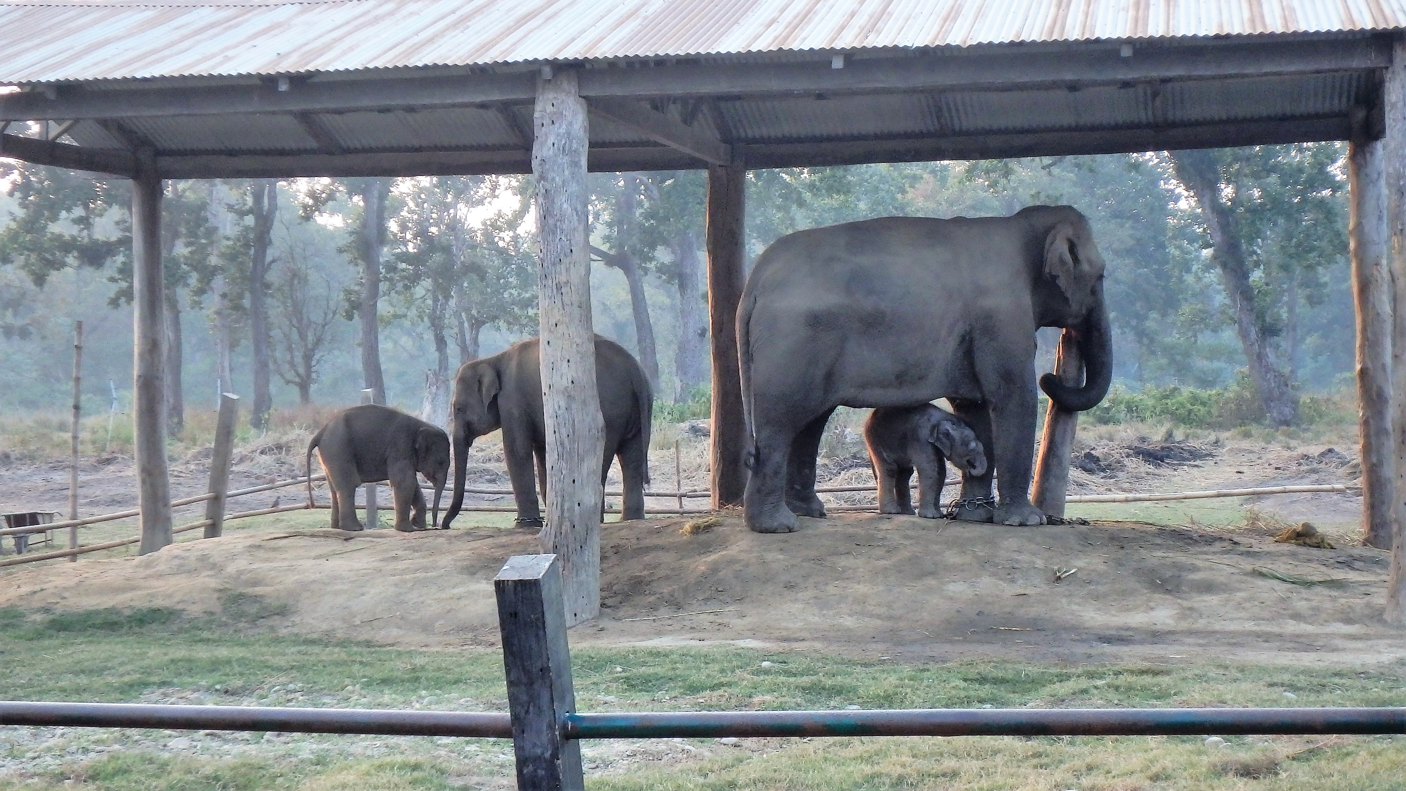 breeding machienes.JPG