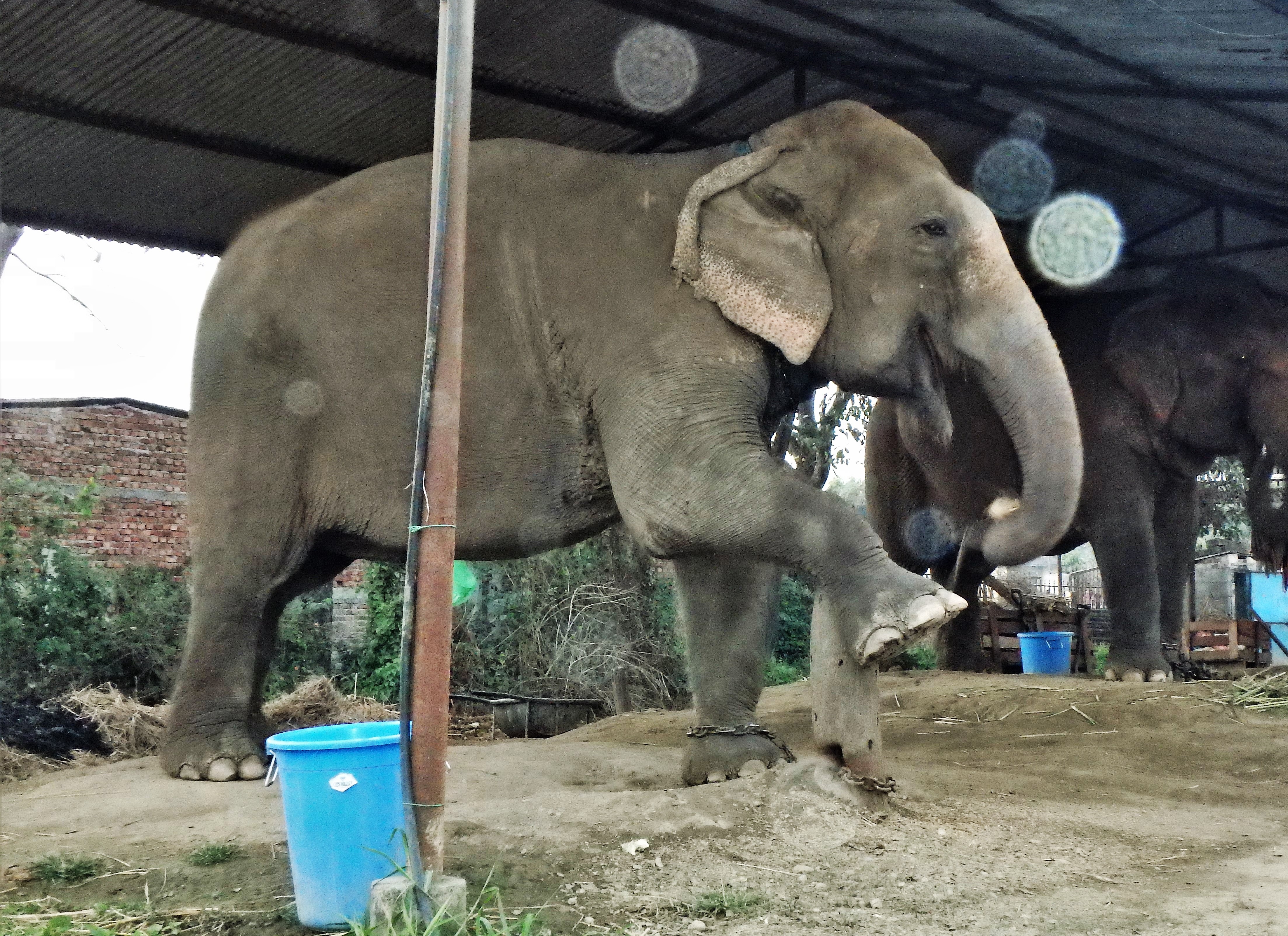 Champa Kali Dec 31 2018 Evening.JPG