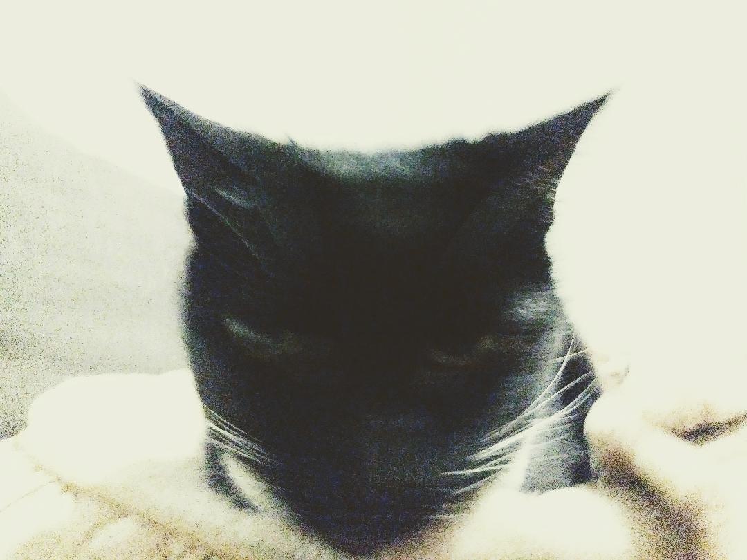 who rescues who the human or the animal